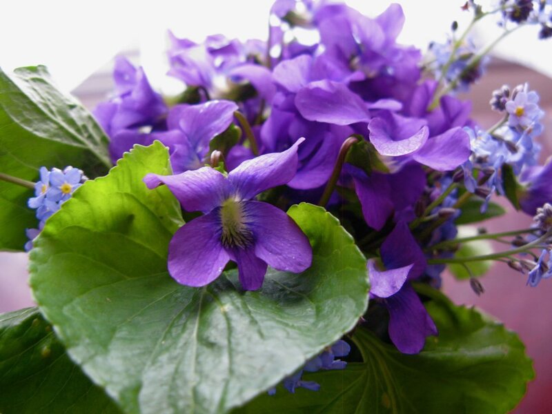 Purple Violets and Green Leaves