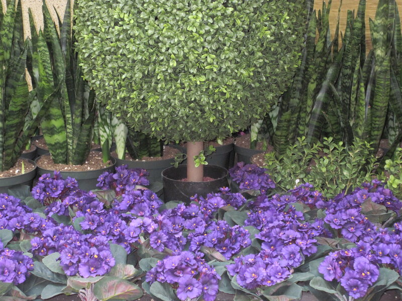 Purple Violets and Snake Plants
