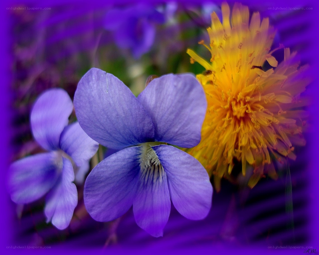 Purple violets and yellow dandelion