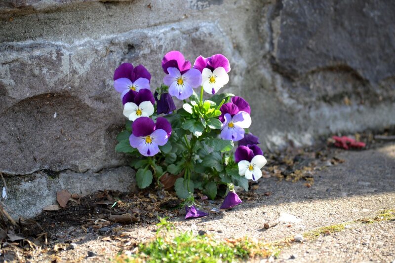 Purple violets by a stone wall