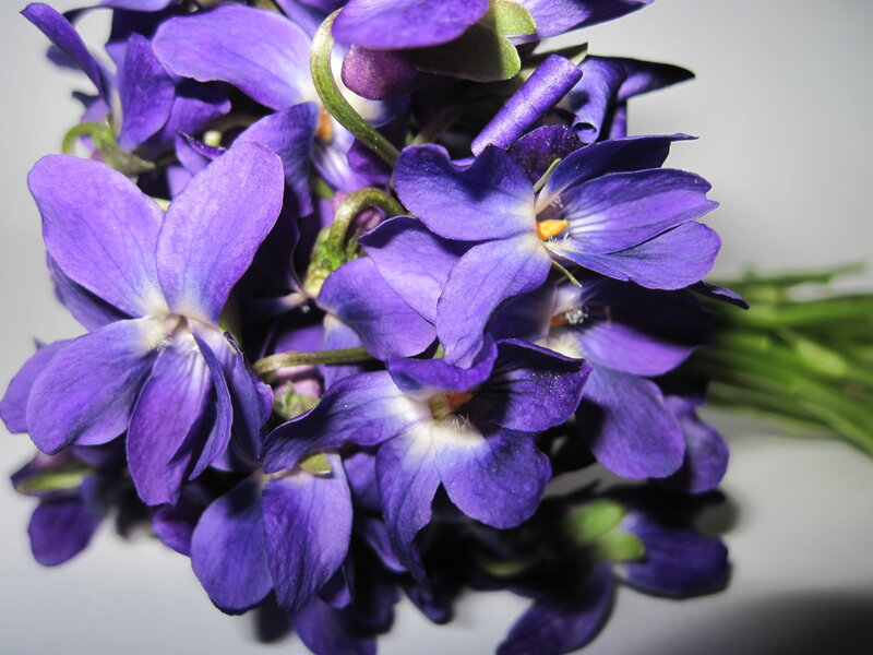 Purple Violets in a Bouquet