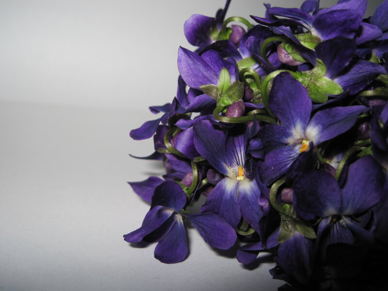 Purple Violets in a Cluster — Calm
