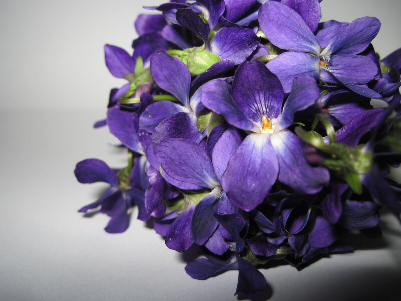 Purple Violets in a Cluster