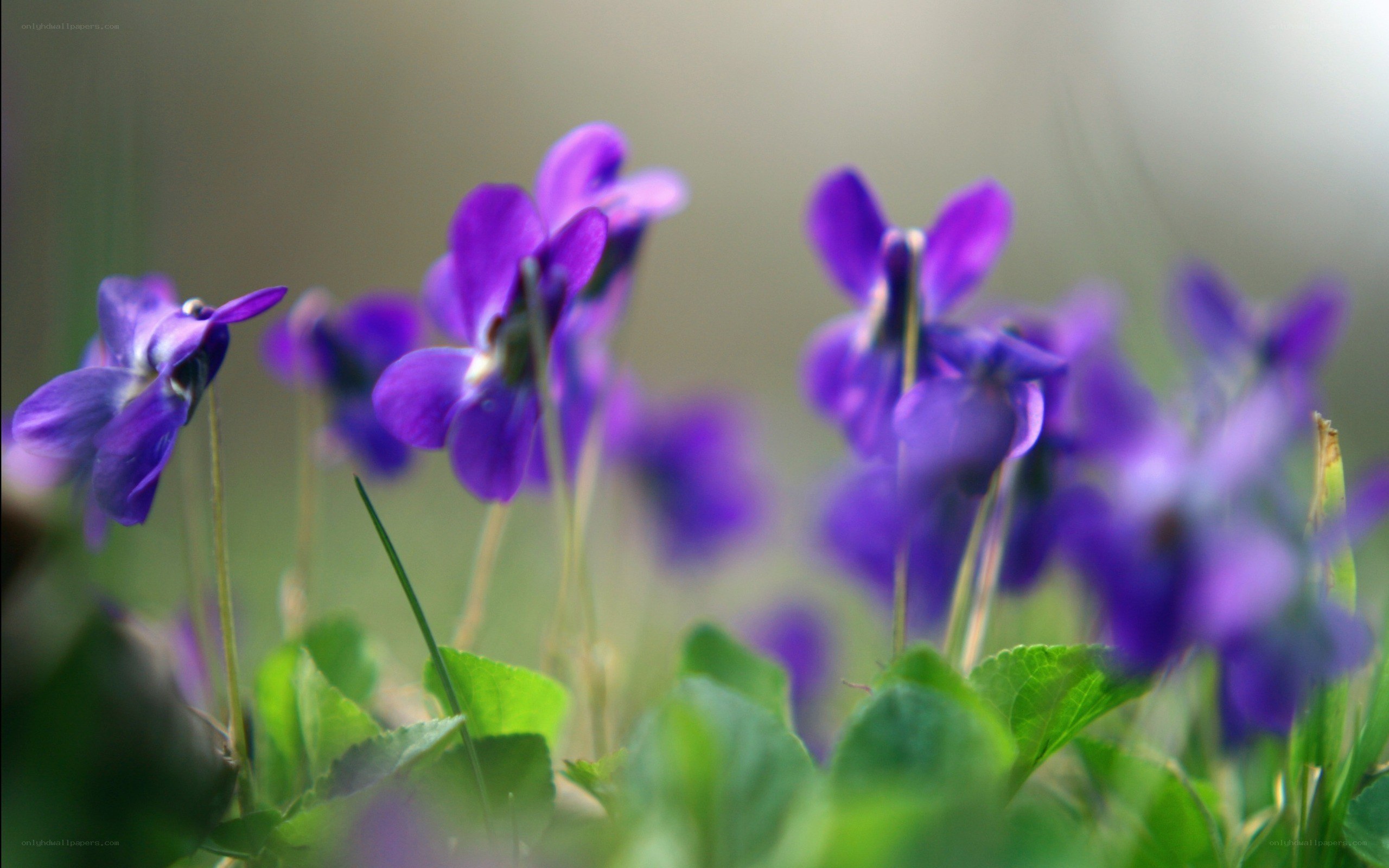 Purple violets in a field