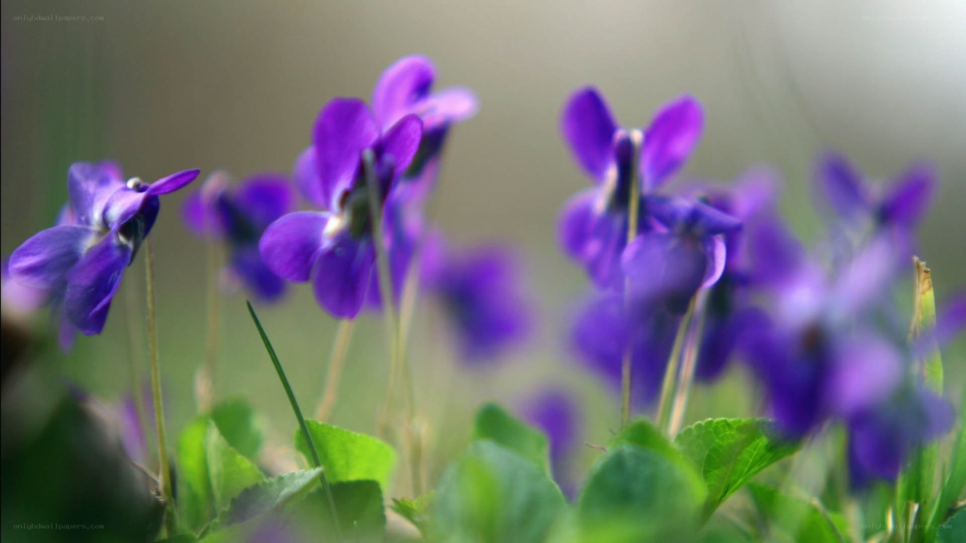 Purple violets in a field