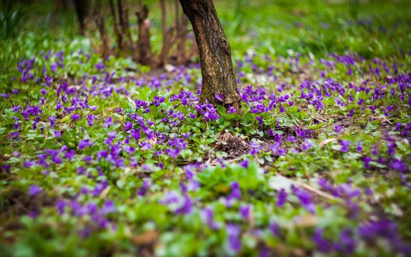 Purple violets in a forest