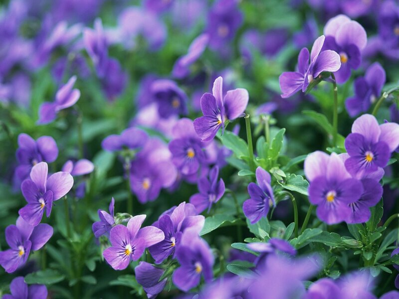 Purple violets in a garden