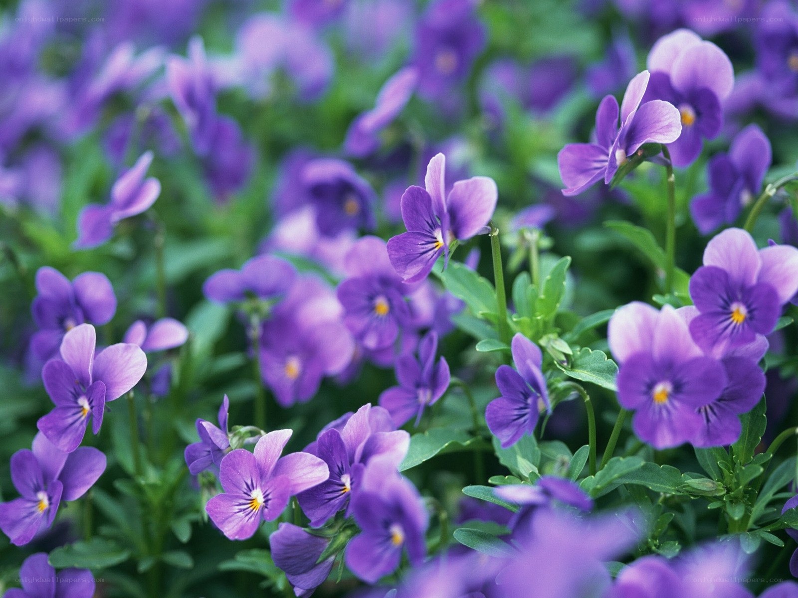 Purple violets in a garden