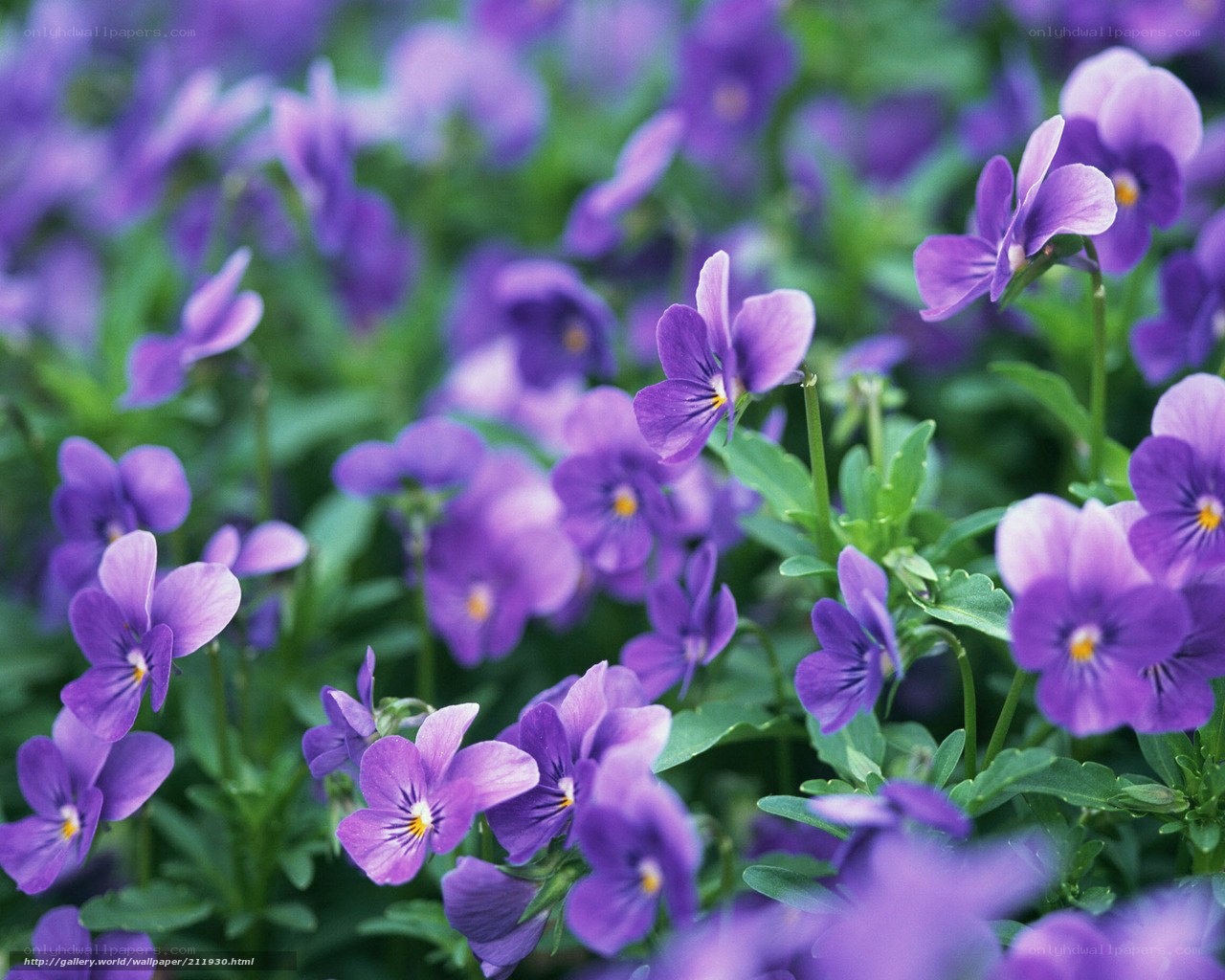 Purple violets in a garden