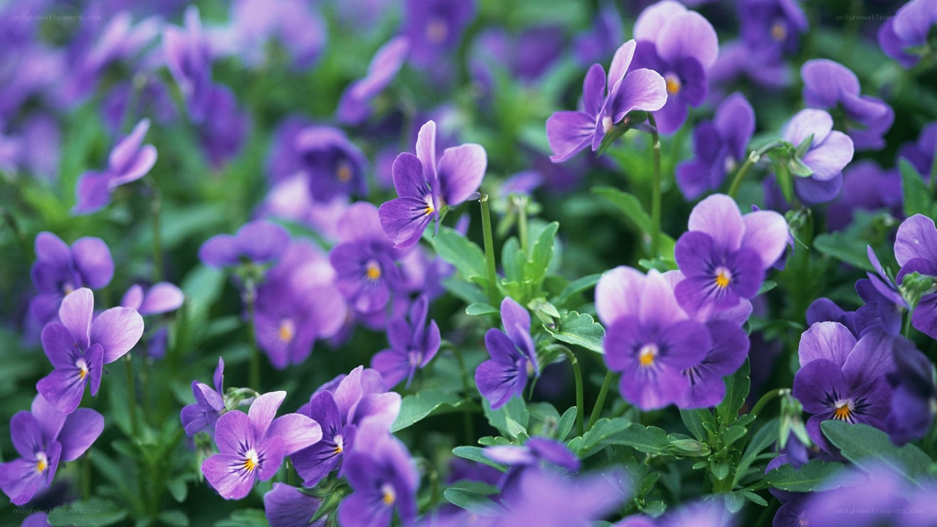 Purple violets in a garden