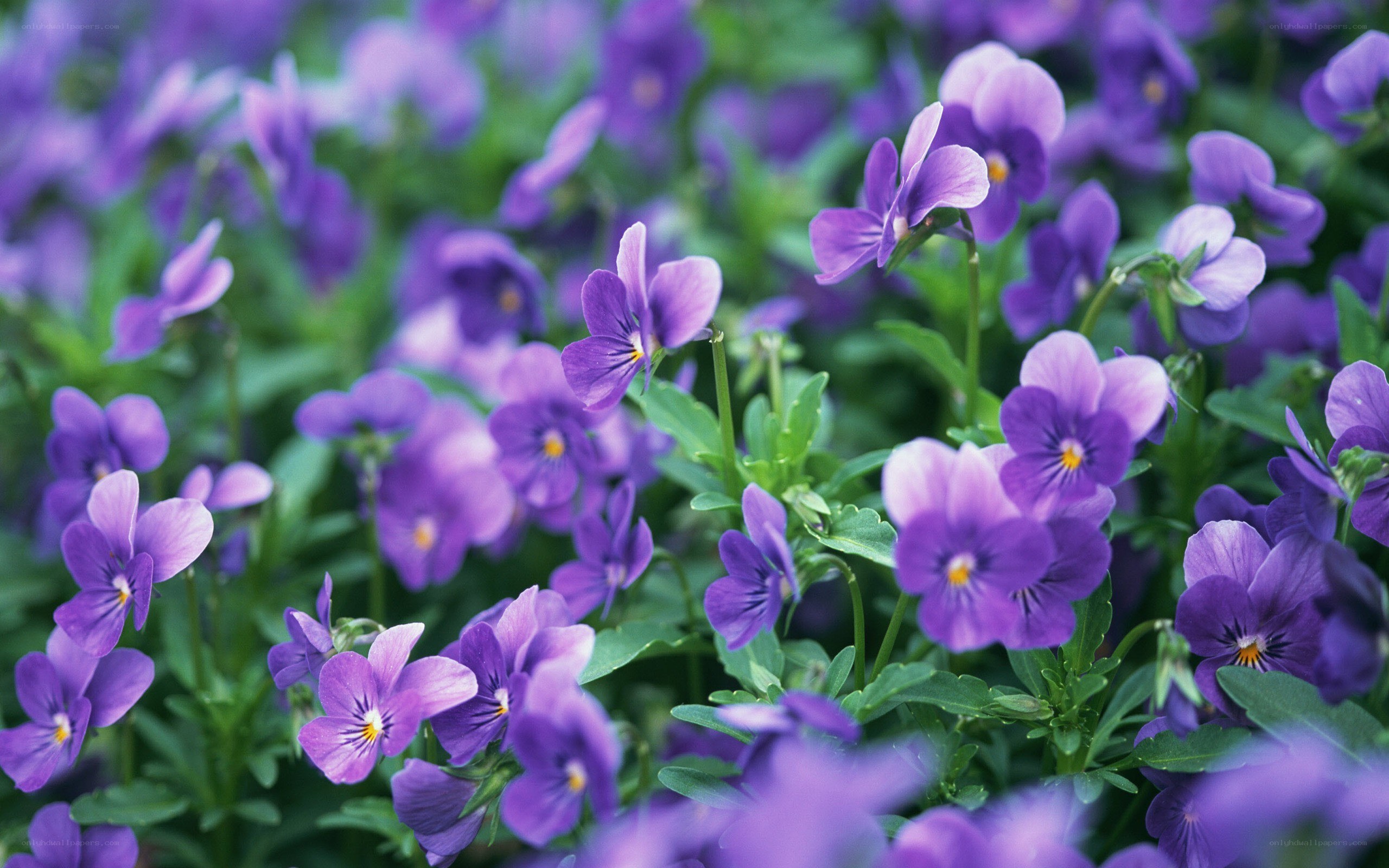 Purple violets in a garden