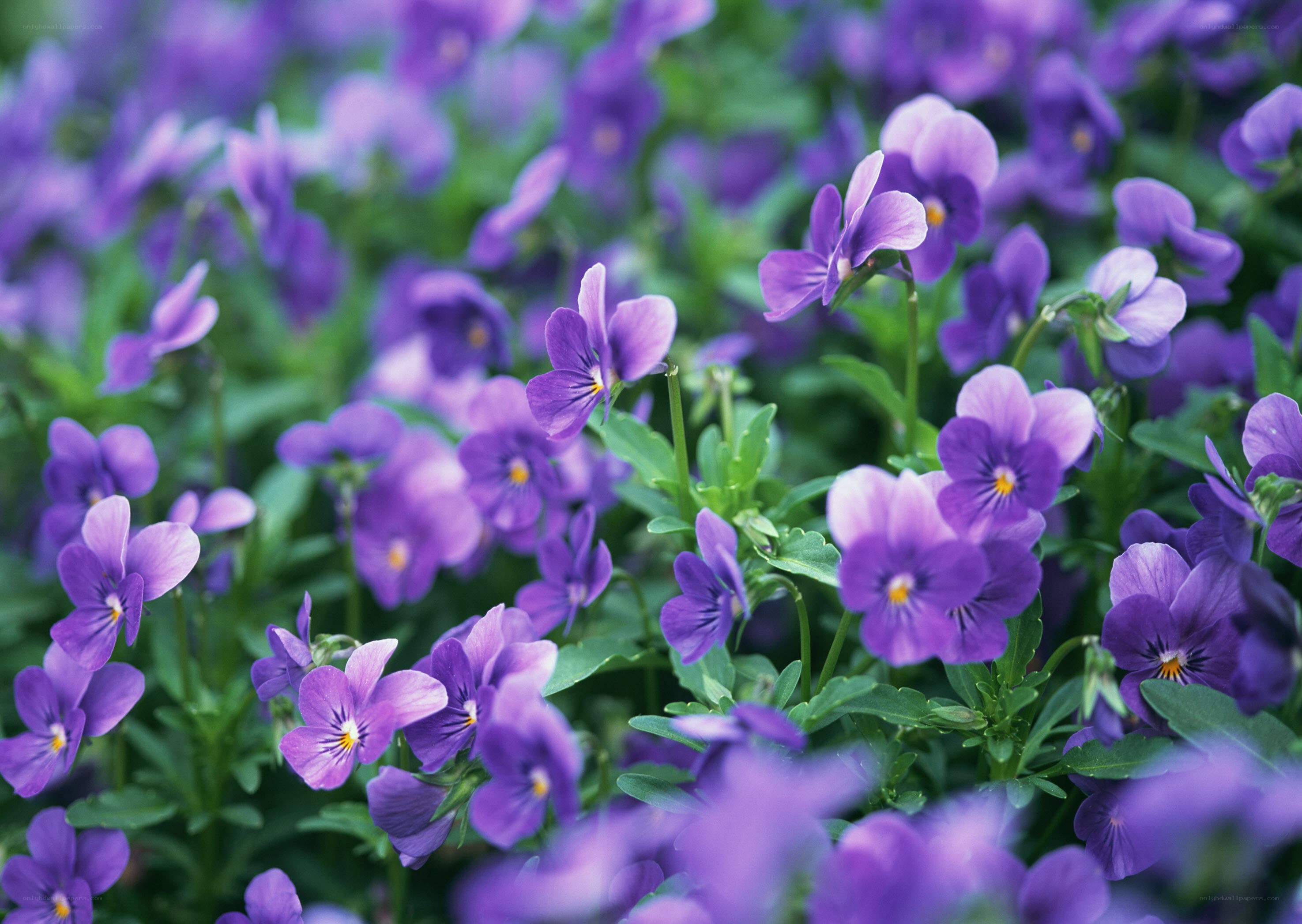 purple violets in a garden