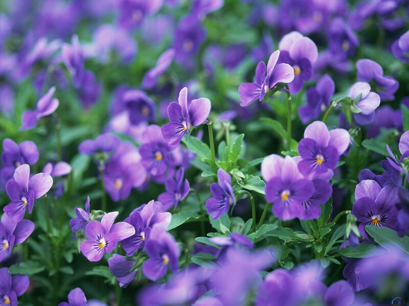 Purple violets in a garden
