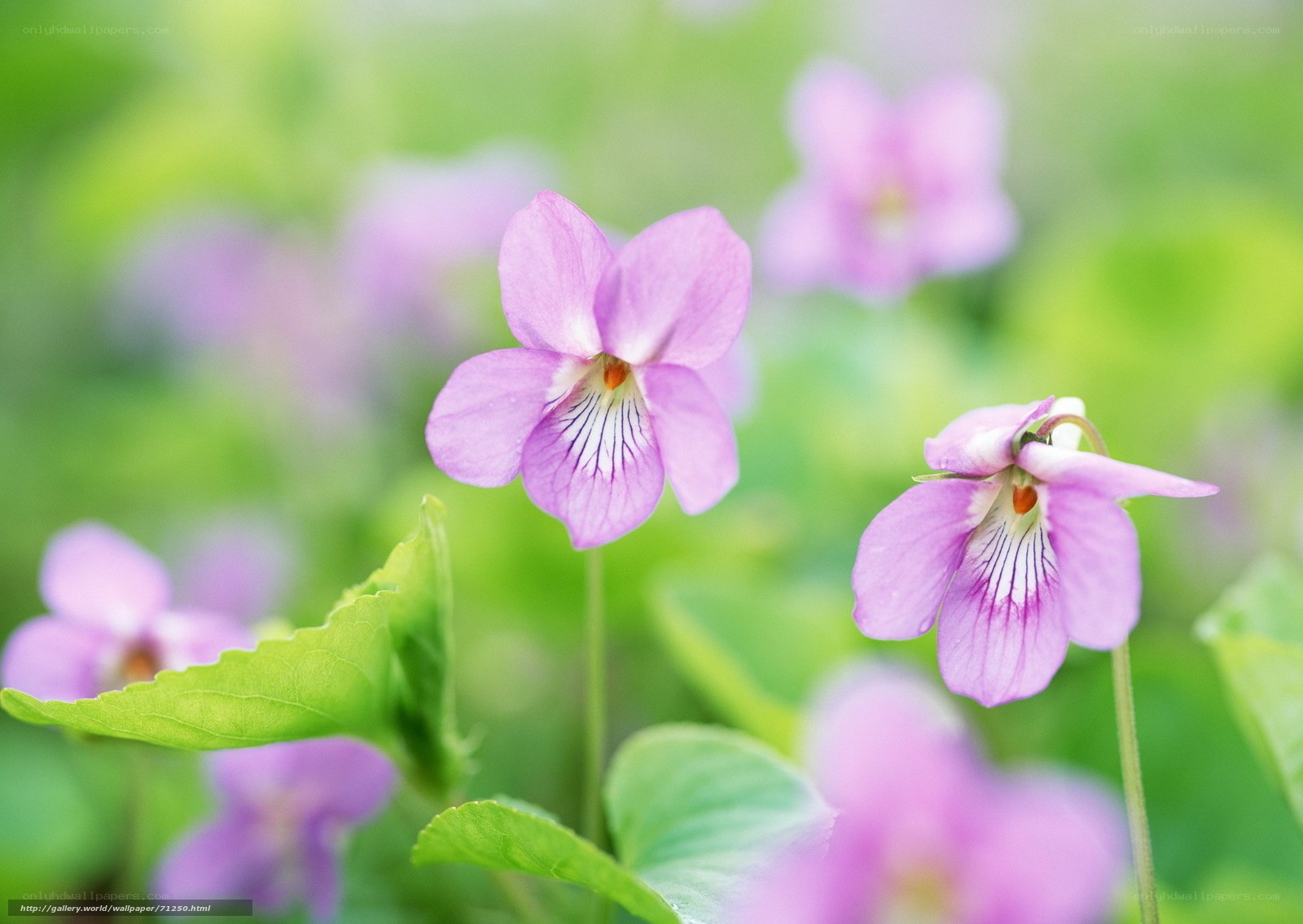 Purple violets in a garden