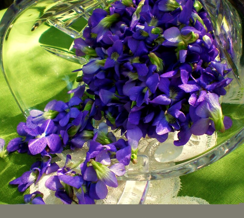Purple violets in a glass bowl