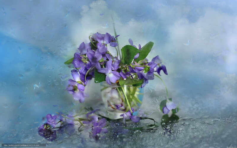 Purple violets in a glass vase