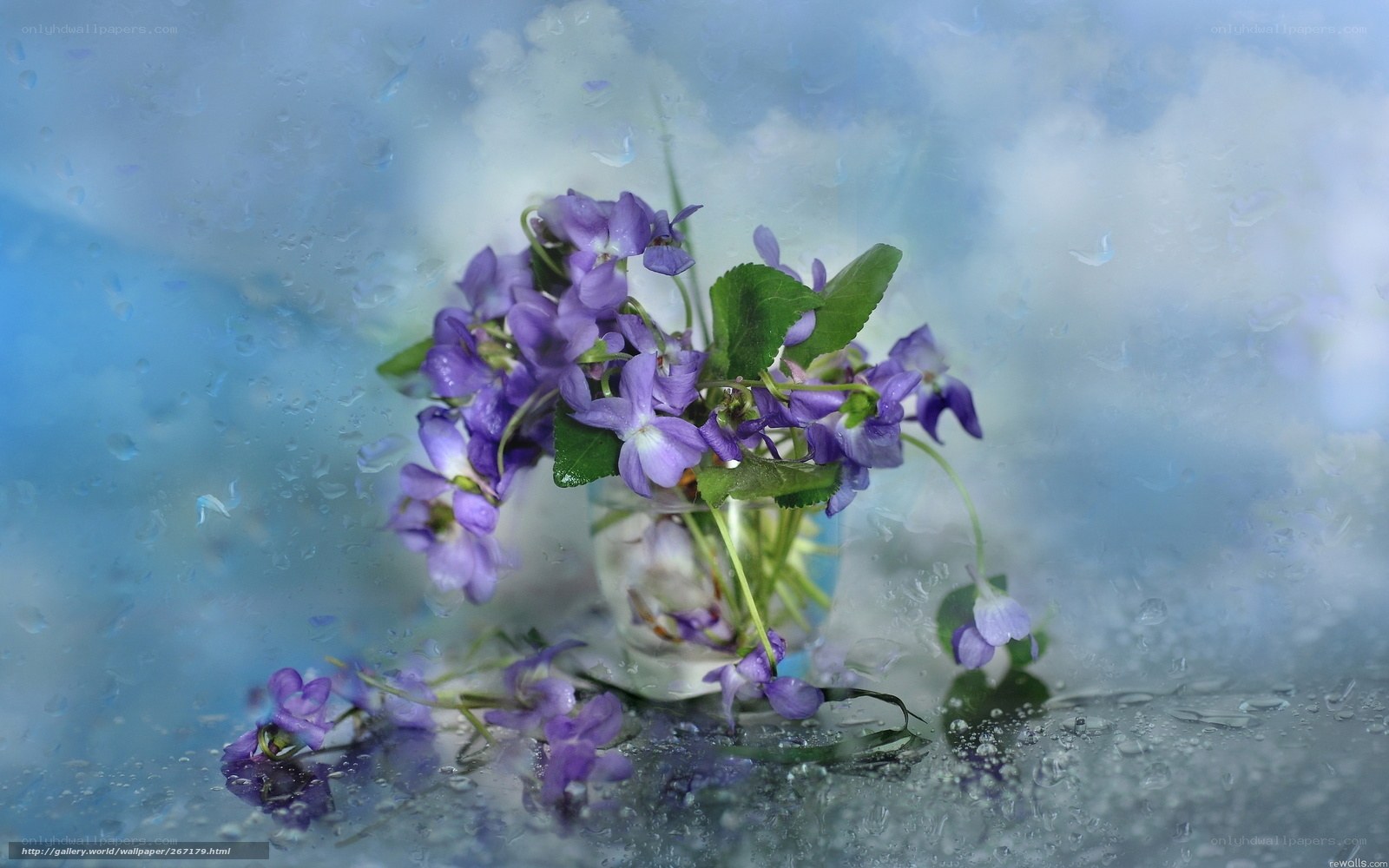Purple violets in a glass vase