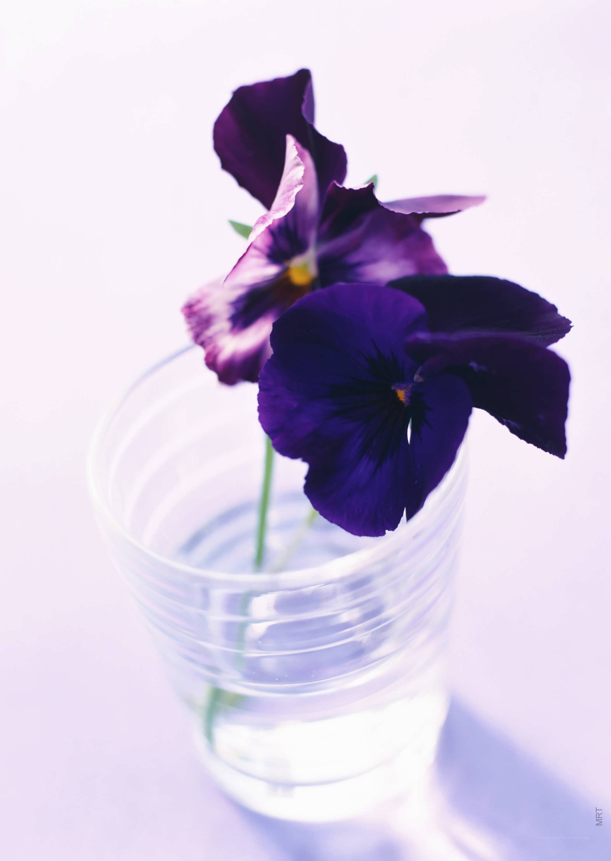 Purple violets in a glass
