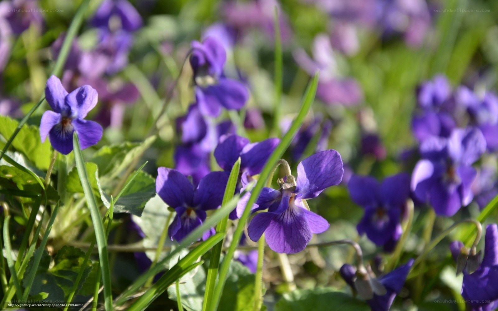 Purple violets in a meadow