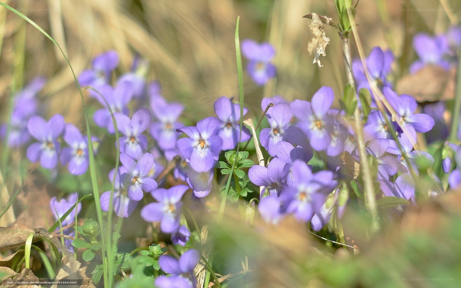 Purple violets in a meadow