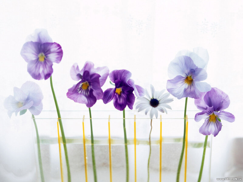 Purple violets in a vase