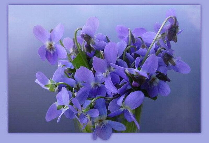 Purple Violets in a Vase — Calm
