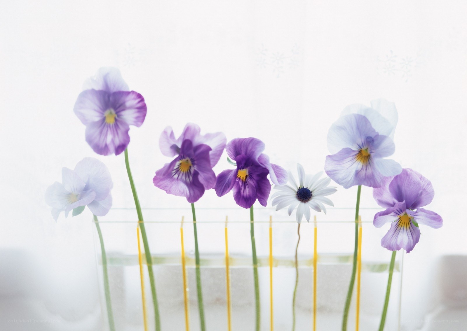 Purple violets in a vase