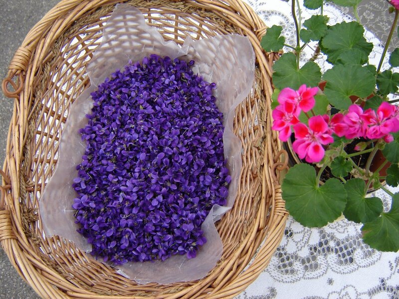 Purple Violets in Basket
