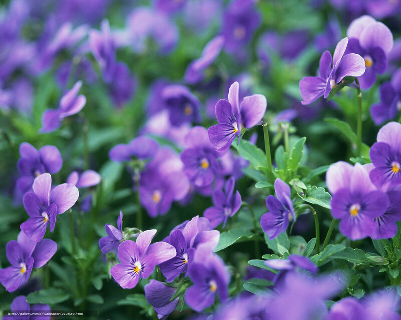 Purple Violets in Bloom — Calm, Spring, Photograph, Flowers