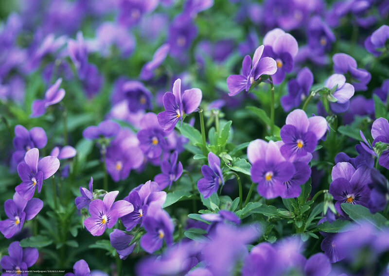 Purple Violets in Bloom — Calm, Spring, Photograph