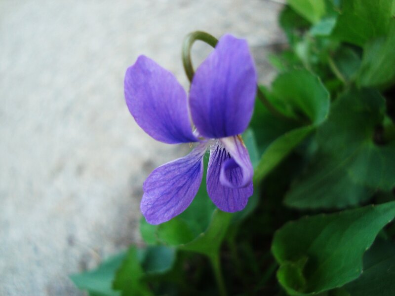 Purple Violets in Bloom — Calm, Spring