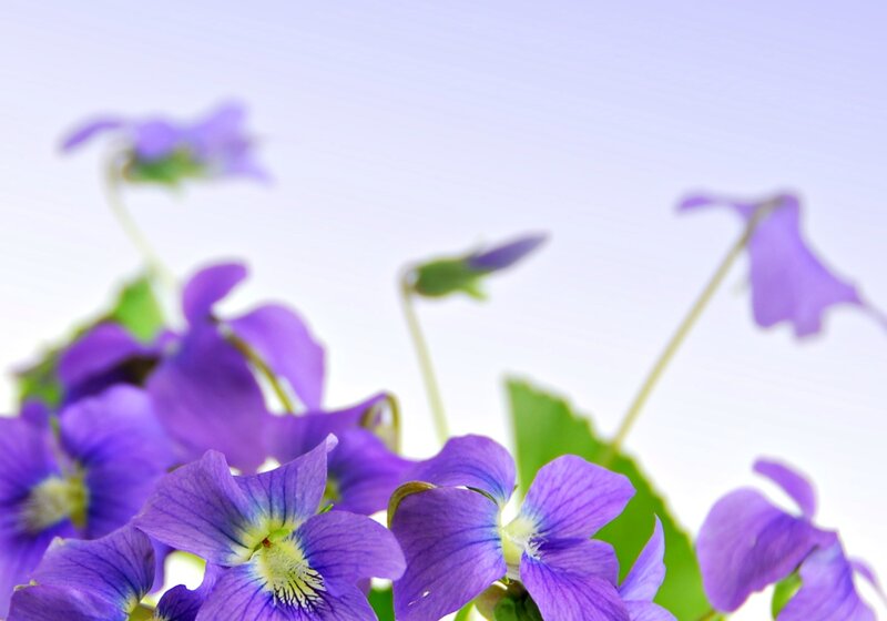Purple Violets in Bloom — Serene, Spring, Photograph