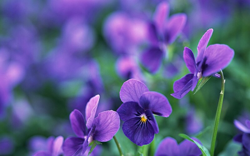 Purple Violets in Bloom — Serene, Spring