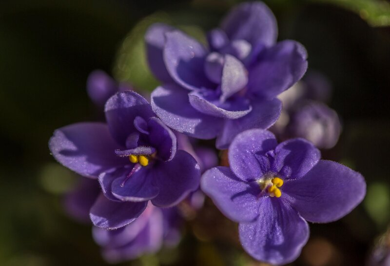 Purple Violets in Bloom — Serene