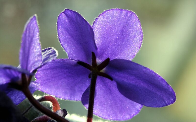 Purple Violets in Bloom