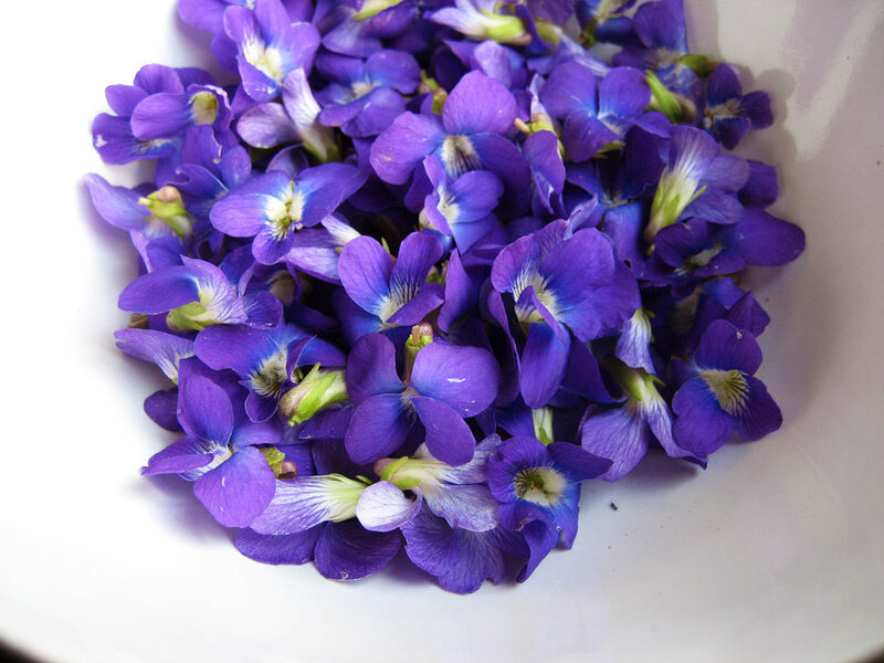 Purple Violets in Bowl