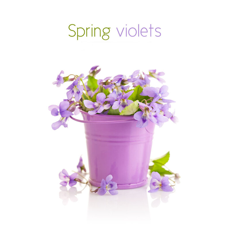 Purple Violets in Bucket