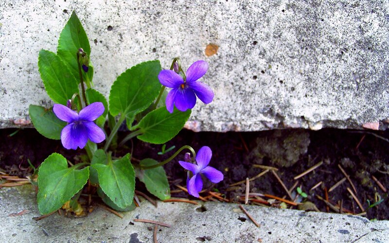 purple violets in concrete crack