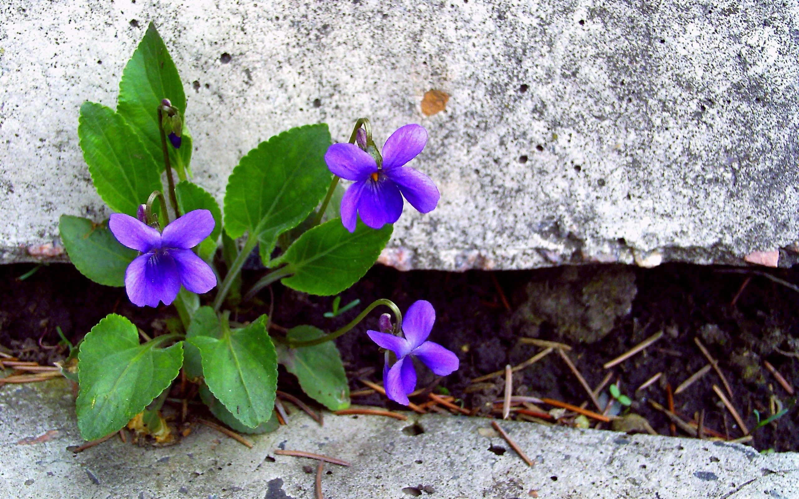 purple violets in concrete crack