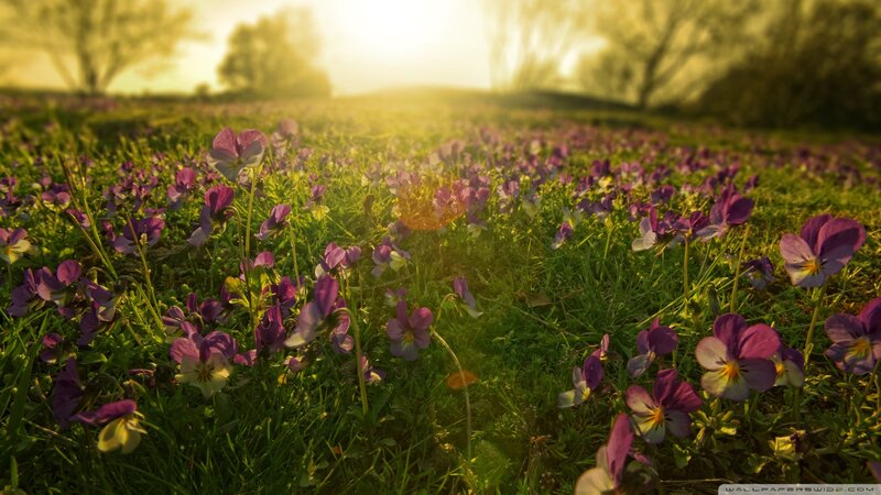 Purple Violets in Field — Green, Serene