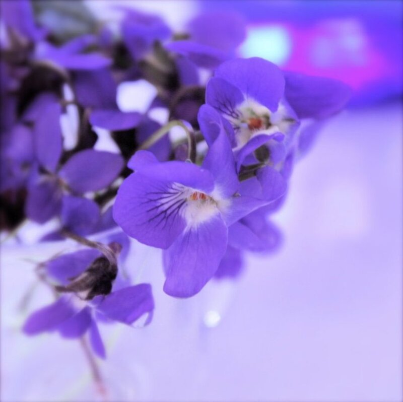 Purple Violets in Focus
