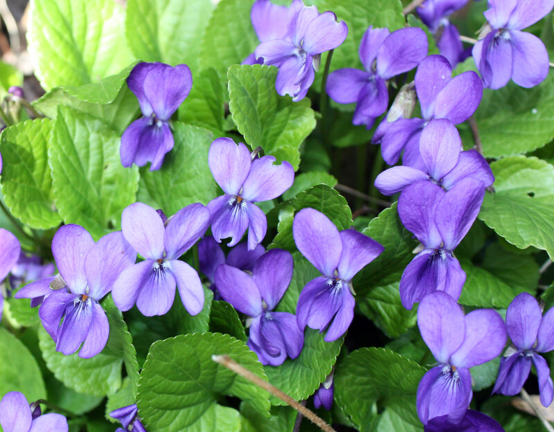Purple Violets in Foliage — Calm, Spring
