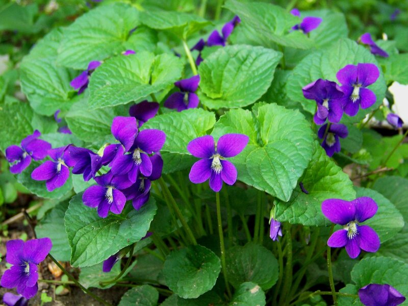 Purple Violets in Foliage — Calm