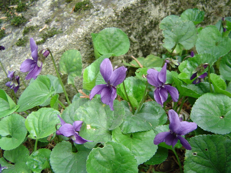 Purple Violets in Foliage — Natural