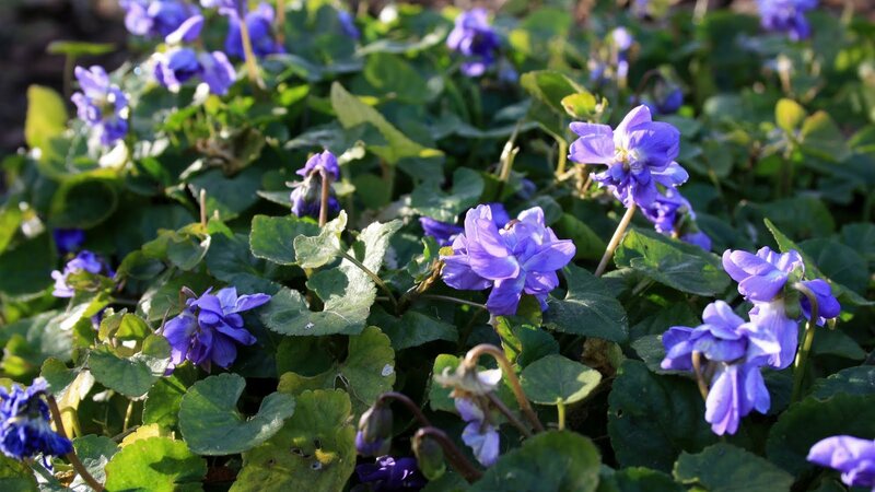 Purple Violets in Foliage — Serene, Spring