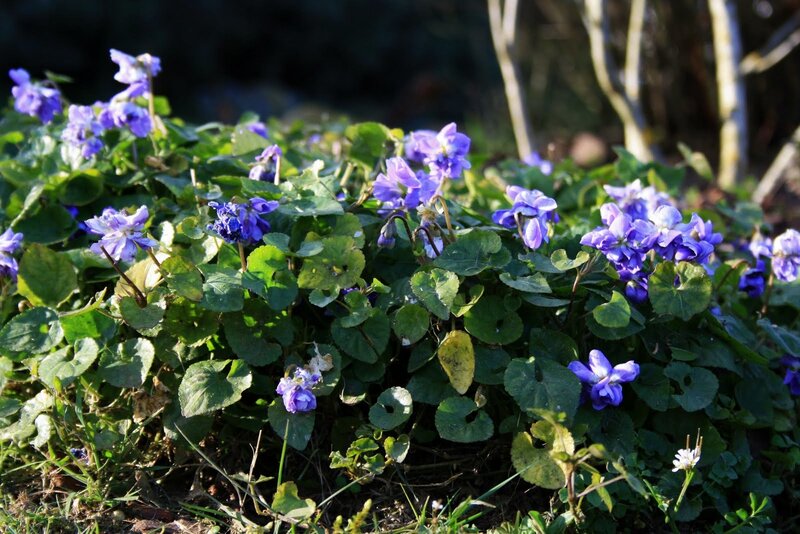 Purple Violets in Foliage — Serene