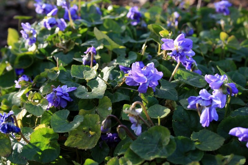 Purple Violets in Foliage