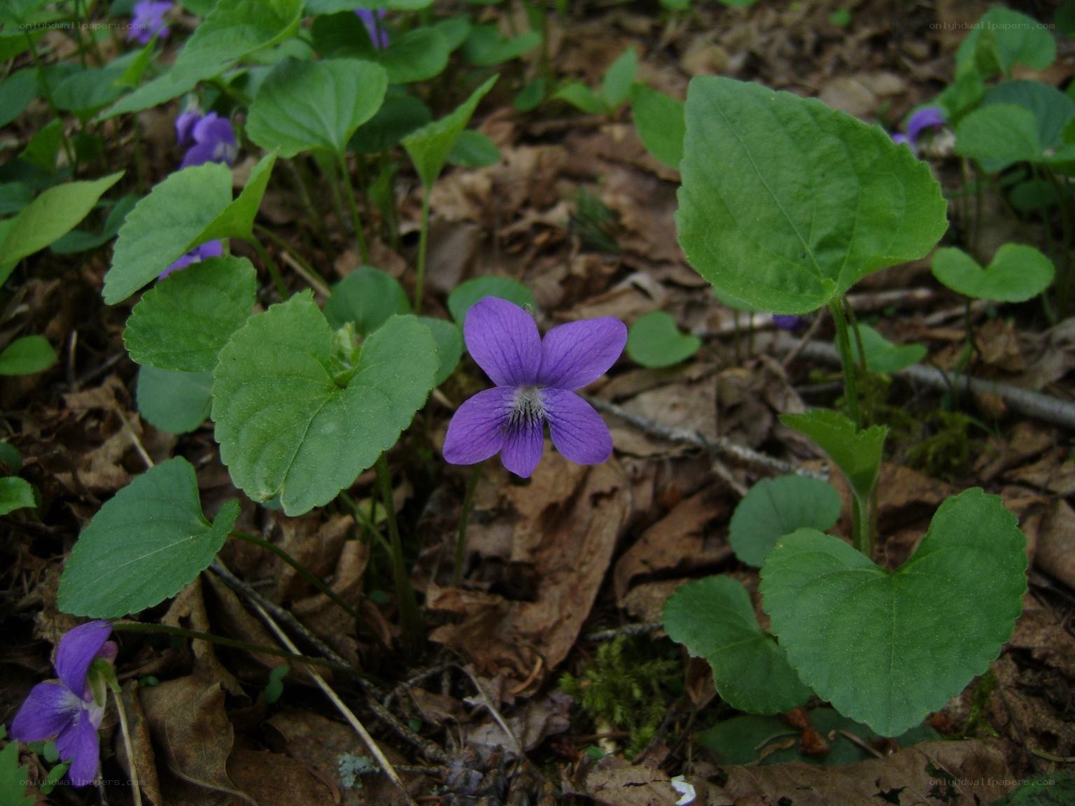 purple violets in forest