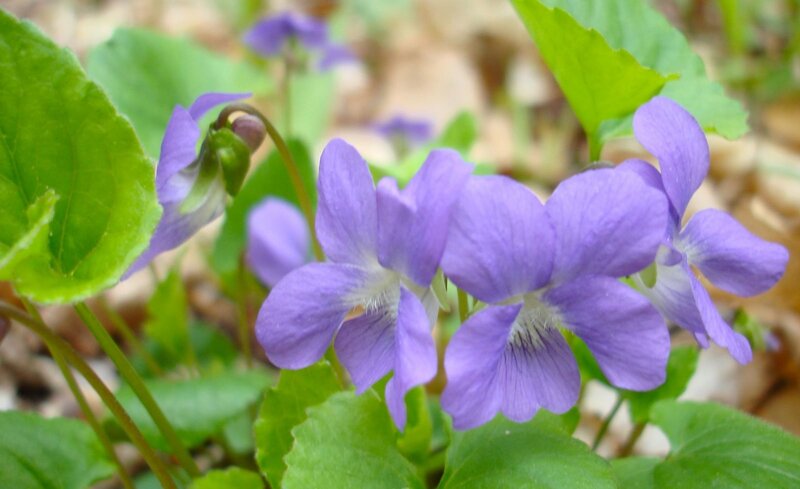 Purple Violets in Forest — Calm