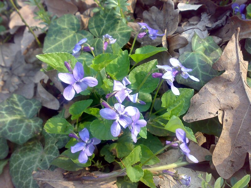 purple violets in forest floor